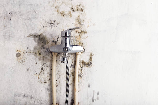 Best HVAC Mold Remediation in Sesser, IL