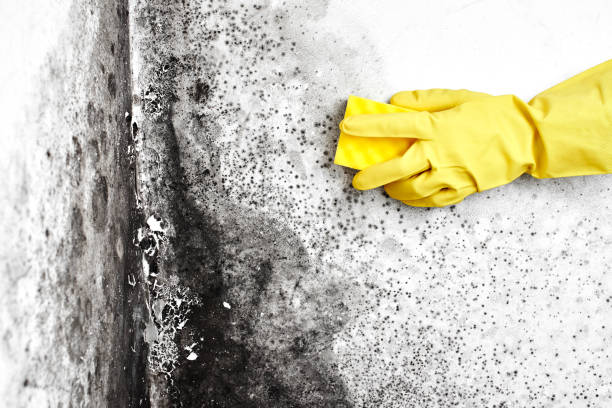 Best DIY Mold Remediation Support Services in Sesser, IL