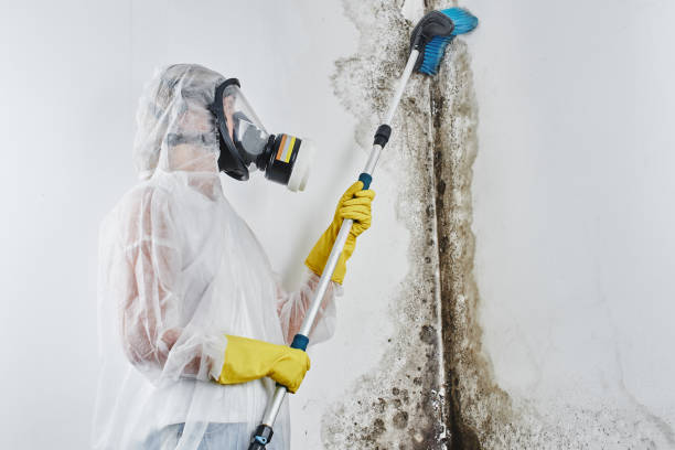 Best Black Mold Remediation in Sesser, IL