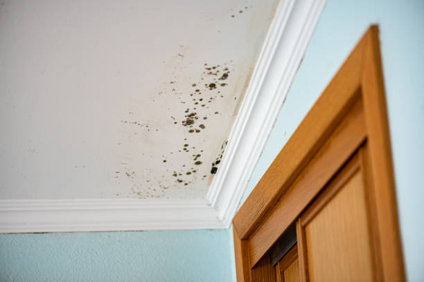 Best Bathroom Mold Remediation in Sesser, IL