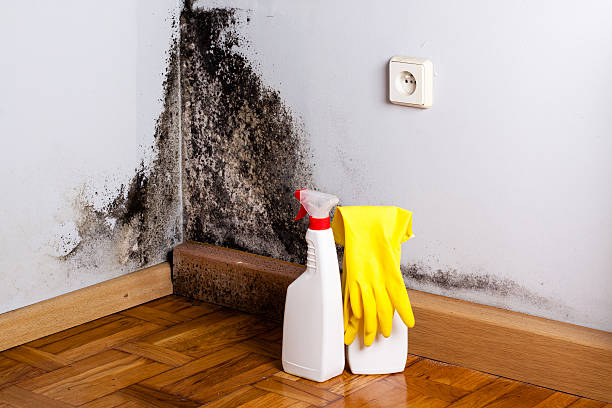 Best Post-Flood Mold Remediation in Sesser, IL