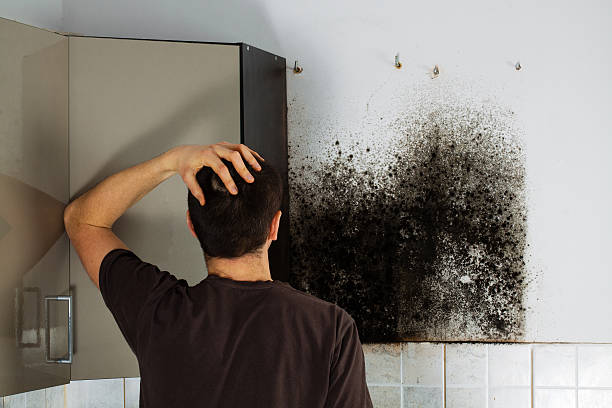 Best DIY Mold Remediation Support Services in Sesser, IL