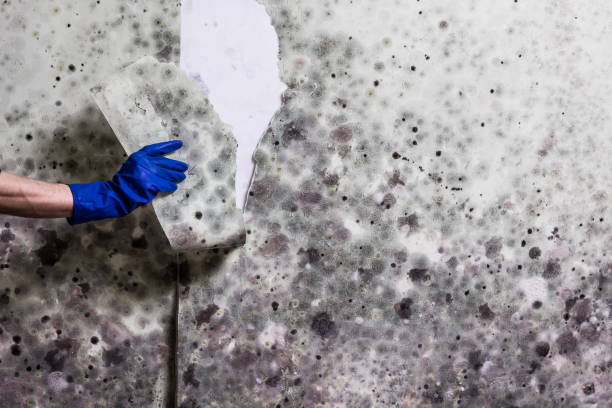 Best Residential Mold Remediation in Sesser, IL